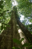 Saladero Rainforest Trail, Piedras Blancas National Park, Costa Rica