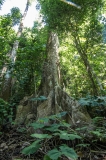 Saladero Rainforest Trail, Piedras Blancas National Park, Costa Rica