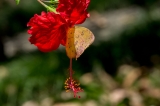 Casa Orquedia Botanical Gardens