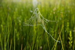 Spider Web with Dew