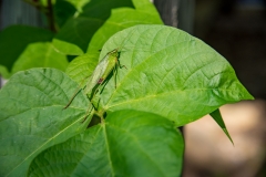 Cricket