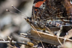Red Admiral