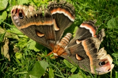 Cecropia Moth