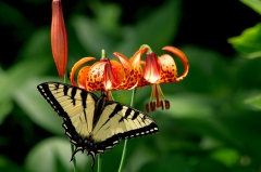Eastern Swallow Tail on Michigan Lily, Laskay, Ontario