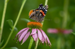 Red Admiral