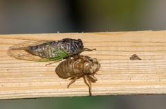 Dog-day Cicada