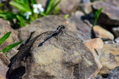 dragonhunter (Hagenius brevistylus)