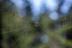 Spider Web