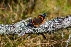 Red Admiral