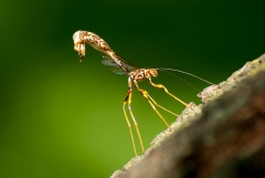 Stump Stabber (Wasp)