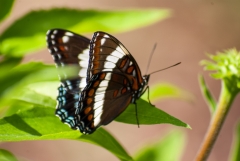 White Admiral
