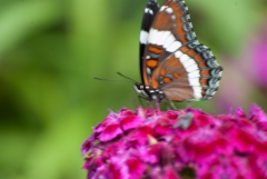 White Admiral