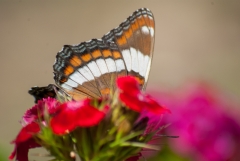White Admiral