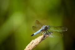 Green Darner