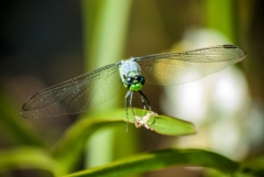 Green Darner