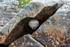 Wasp Nest