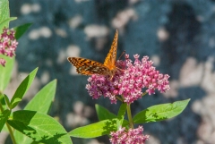 Atlantis Fritillary
