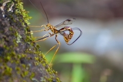 Stump Stabber (Wasp)