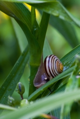 Snail