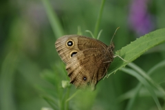Common Wood Nymph