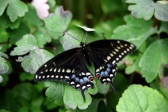 Black Swallowtail