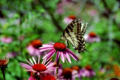 Eastern Tiger Swallowtail