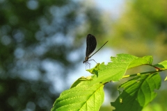 Ebony Jewel Wing