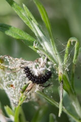 Painted Lady - caterpillar,