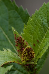 Red Aphids