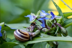 Snail and Bee on Spiderwort