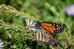 Monarch on Astor