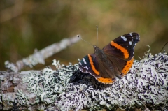 Red Admiral on Lichen