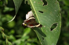 Anartia Fatima Butterfly