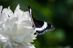 Black Admiral on Peony