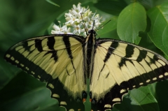 Eastern Tiger Swallowtail