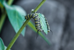 Monarch Butterfly - caterpillar