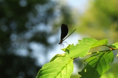 Ebony Jewel Wing