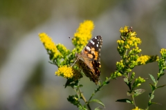 Painted Lady