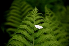 Cabbage White on Fern