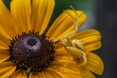 Flower Spider