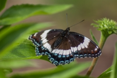 White Admiral