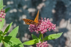 Atlantis Fritillary
