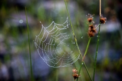 Morning Dew on Web