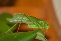 Mantis