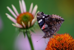 Red Admiral