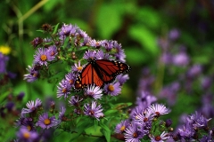Monarch Butterfly