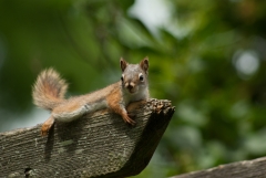 Squirrel
