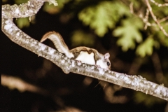 Flying Squirrel