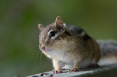 Chipmunk