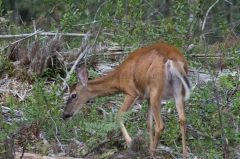 White Tail Deer,